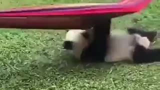 panda chub