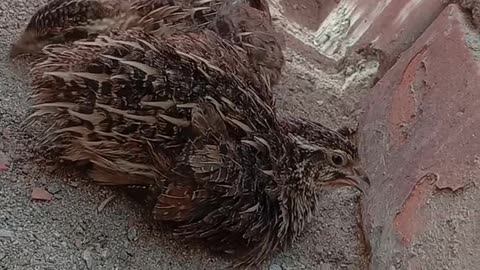 Beautiful quails || quails feathers cutting for growth
