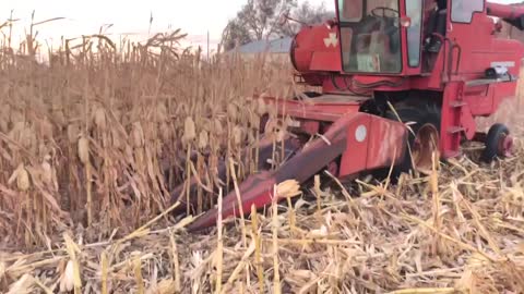 MF 410 combine corn harvest 2022