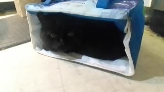 Cats find some... interesting hiding spots