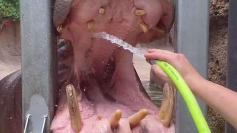 hippo's mouth wash asmr