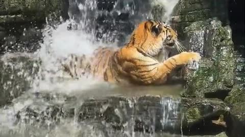 This Tiger Loves Showering So Much, He's Got Fun Doing It All Day Long!