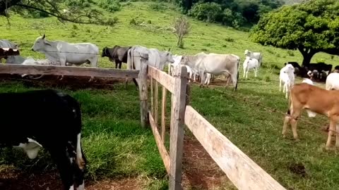 Como saber se a minha vaca está no cio?