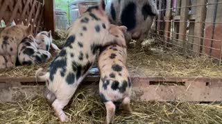 Playful Piglets Disturb the Pen