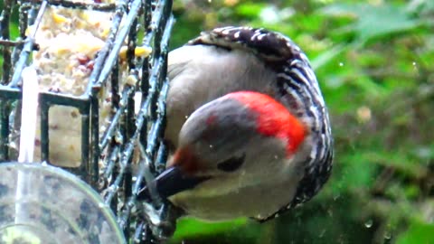 Red-bellied woodpecker