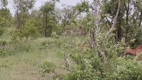 Impala Rams Fighting Copyright Free Animal Videos