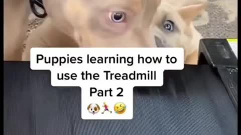 tread carefully puppies practicing bites #dogtraining