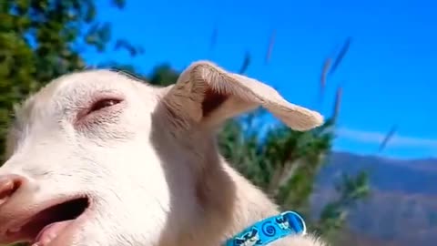 "Goat-ta See This! Hilarious Goat Compilation - Funny Goat Videos 2023"