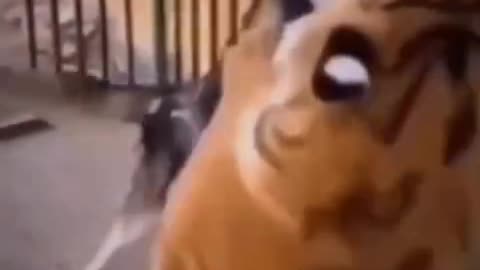 Cat And Dogs Funny Video