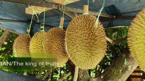 Mexican tries durian in Malaysia (The king of fruits)