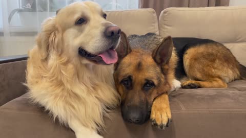 Golden Retriever and German Shepherd are Cutest Friends!