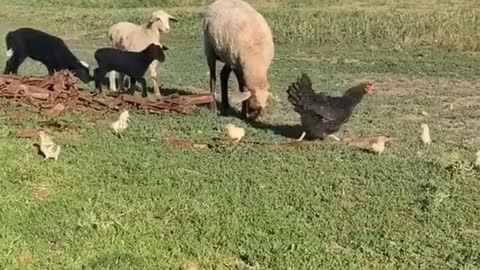 Mother hen protects the chicks from the sheep