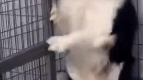 You will probably laugh at this dogs admired action