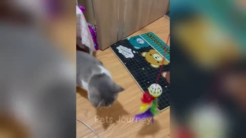 Funny Cats and Dogs 2
