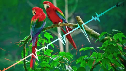 Bird charming ringtone#bird