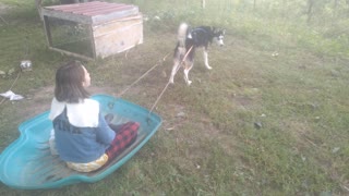 Loki the Siberian Husky Sled Dog in Training