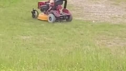 Dog cutting the grass 😂