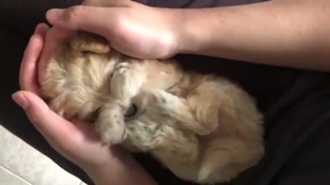 Tiny Puppy Laying In Its Owner's Arms And Lap, Stretching And Being Adorable
