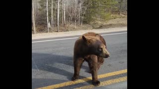 Hungry Bear - Waking Up From Hibernation