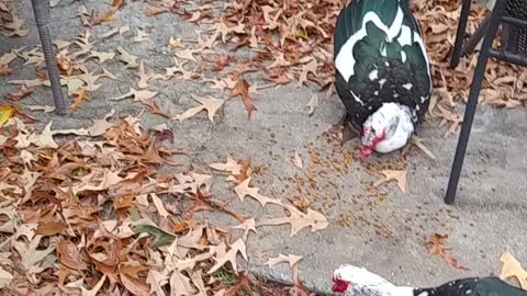 Daddy's Muscovy Ducks