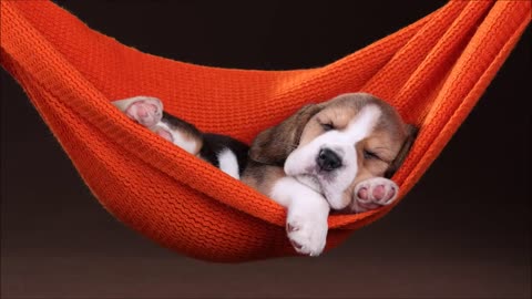 MUSIC TO SLEEP AND RELAX DOGS IN 5 MINUTES