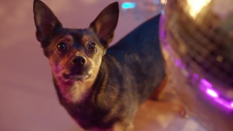 DOG ADMIRING SPINNING GLOBE