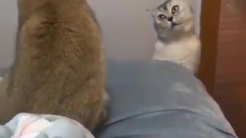 Cats funny videos so cute oonno😂😂😂🐱🐱