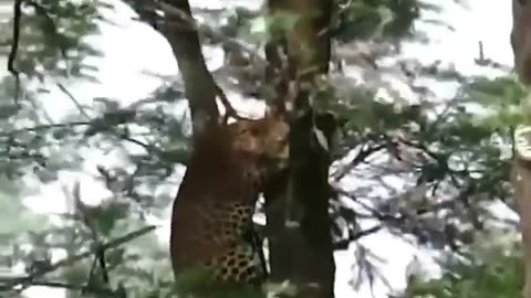 A leopard's impressive athleticism as it jumps from tree to tree near Valparai, India.