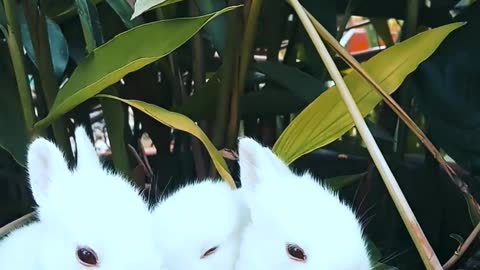 cute snow white rabbits