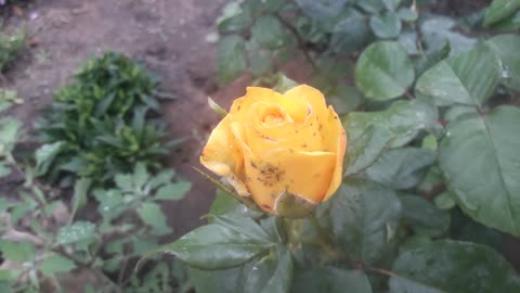 Aphid on a rose