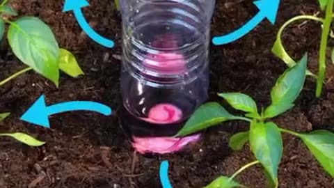 Planting onions and peppers in an unusual way