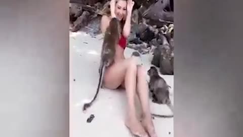 Monkey playing with human being funny video