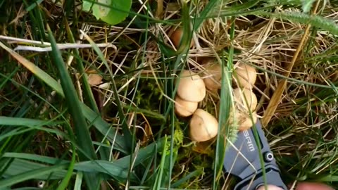 Wild Champignon