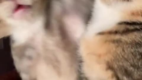 Kitten Clips