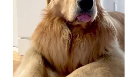 Golden Retriever's World | [Weheartgolden]