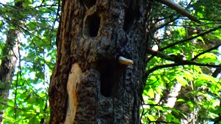 Tree Face