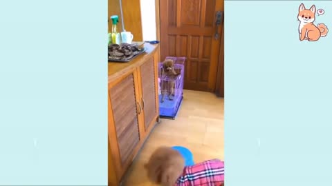 You will laugh at all the DOGS 🤣🤣🤣 Funny dogs videos🤣🤣