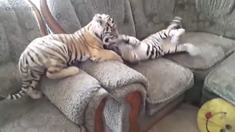 If a tiger scratched us even 3% of what was going on in this video