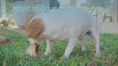 What to Do if Your Dog Eats a Chicken Bone
