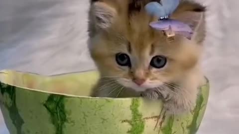 Watermelon 🍉 | SUBSCRIBE CUTIEE TV 🔴| cute cats videos | daily pets video ✨