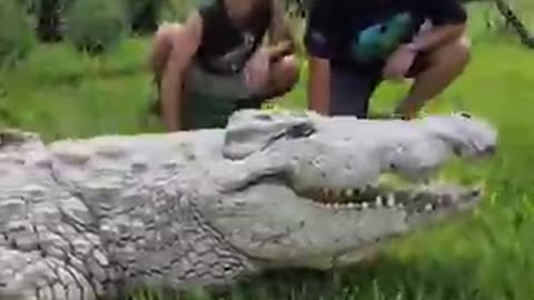 Crocodile