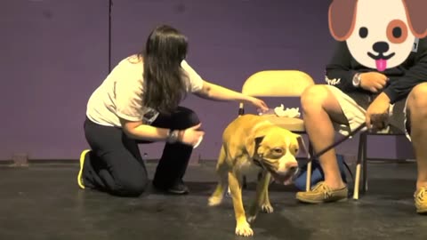 Dog trainer, how to teach basics