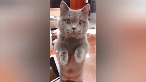 funny cat