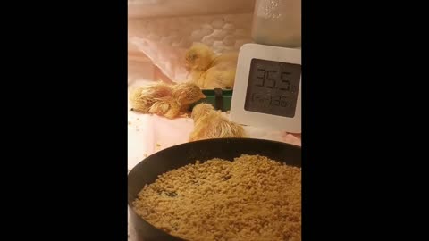 Rutin Chicken Pet Series-The Birth of Rutin Chicken