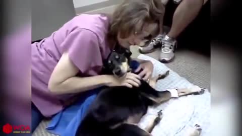 Compilation video of owners saying their final goodbyes to their dying dogs