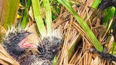 Brown-winged cuckoo mother brings back frogs to feed her baby