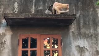 “The Hero Cat saves the Beauty one from upwindow”