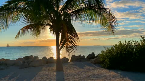 Palm Tree Sunset