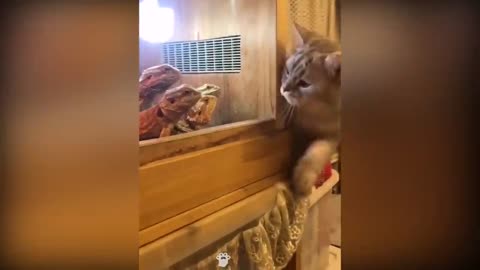 Funny Cat, Talking with human