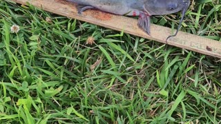 16 inch channel catfish